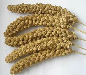 Midland Parrots Millet Sprays 1KG