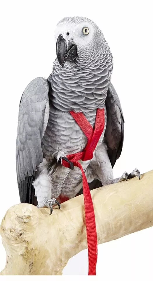 Adventure Parrot Harness Medium 425-600GM